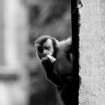 A Litty Monkey From Brasil by Davi Camarinha from Free Images