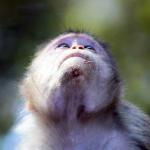 Monkey Looking Up by Sachin Patekar from PD Pics