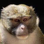 Monkey Gaze by Lilla Frerichs from Public Domain Pictures